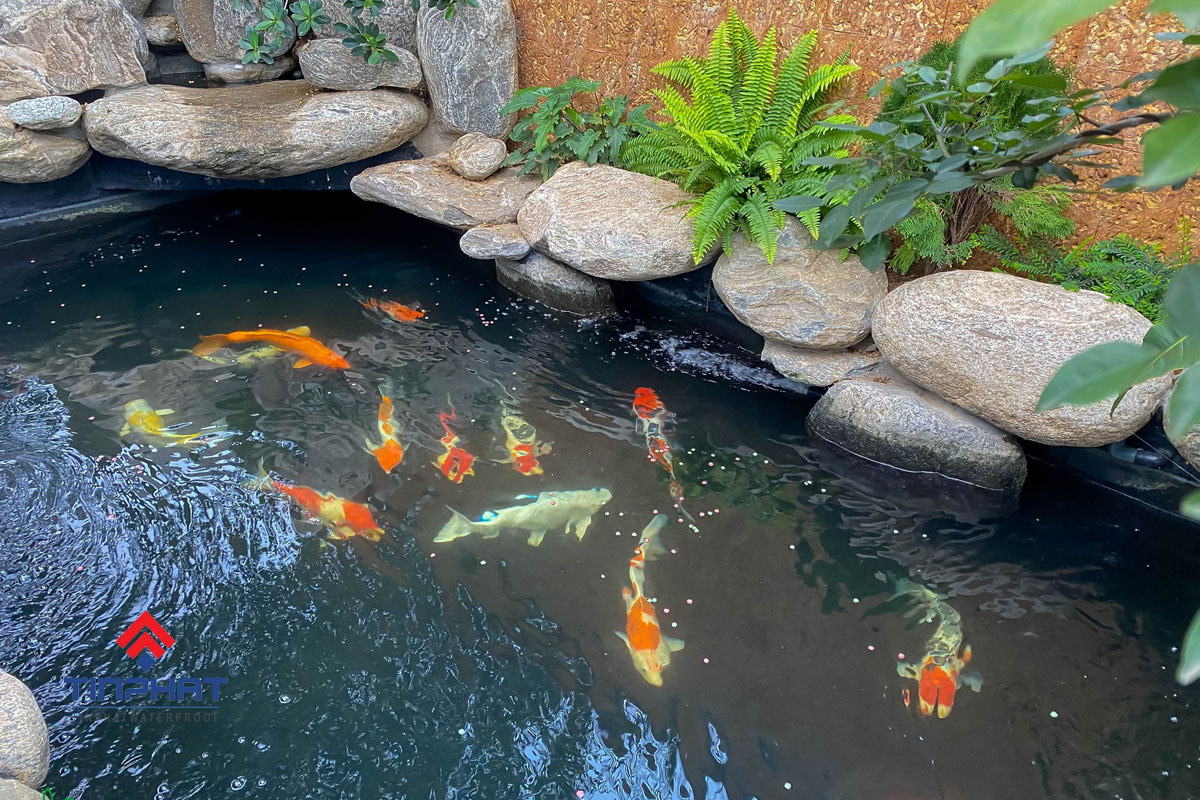 Hồ cá koi
