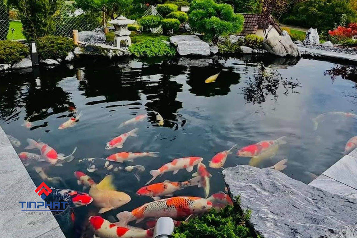 Hồ cá koi