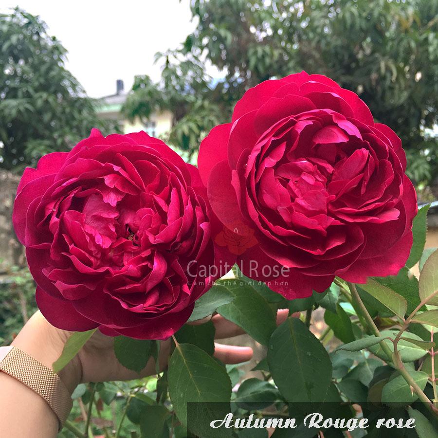 Hoa hồng Autumn Rouge rose