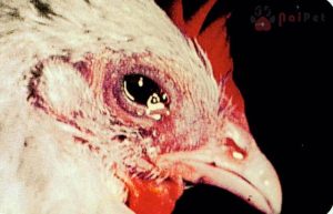 4 loại bệnh thường gặp và cách phòng bệnh cho gà chọi