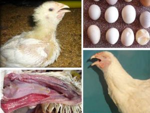 4 loại bệnh thường gặp và cách phòng bệnh cho gà chọi