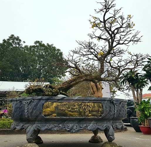 bonsai bạt phong hồi đầu đẹp