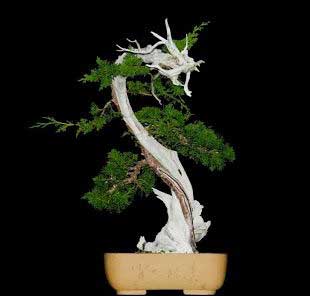 bonsai đẹp thế long thăng