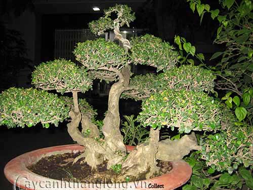 bonsai đẹp thế ngũ thân
