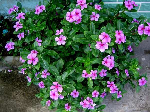 Các loài hoa màu tím dễ trồng ở trong nhà - cac loai hoa mau tim de trong o trong nha 4
