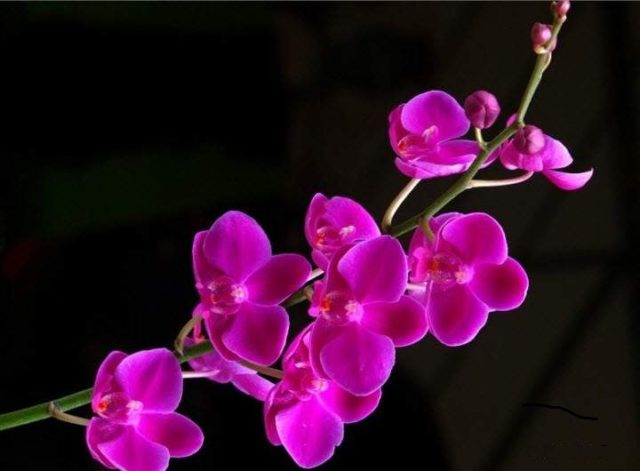 Các loài hoa màu tím dễ trồng ở trong nhà - cac loai hoa mau tim de trong o trong nha 5 640x471