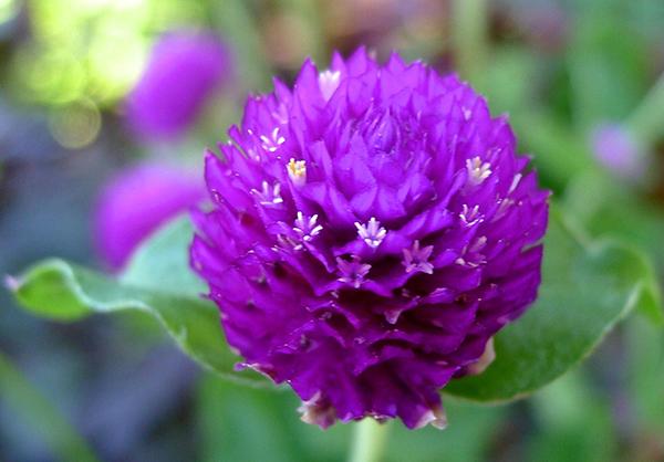 Các loài hoa màu tím dễ trồng ở trong nhà - cac loai hoa mau tim de trong o trong nha 7