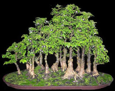 thế cây bonsai rừng xanh