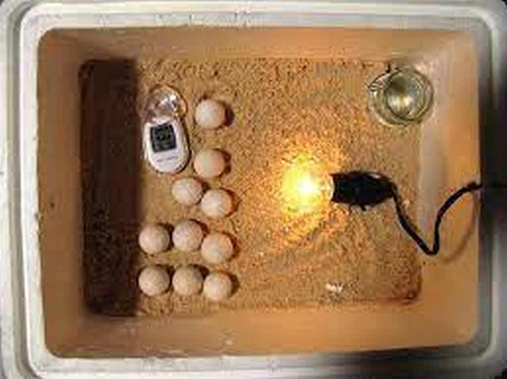 Cách ấp trứng bằng bóng điện