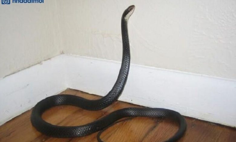 Vì sao rắn vào nhà để trú ngụ?