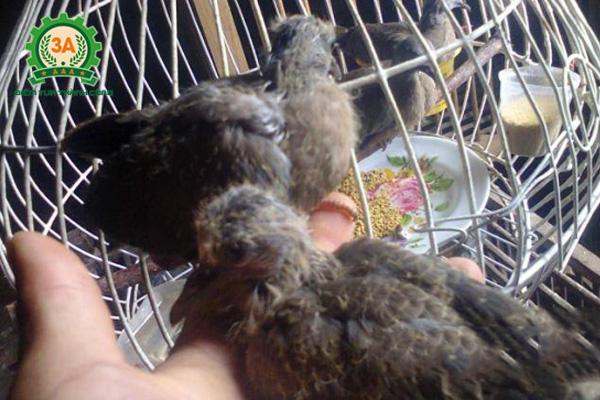 Cách nuôi chim cu gáy non - Tập cho chim ăn sớm