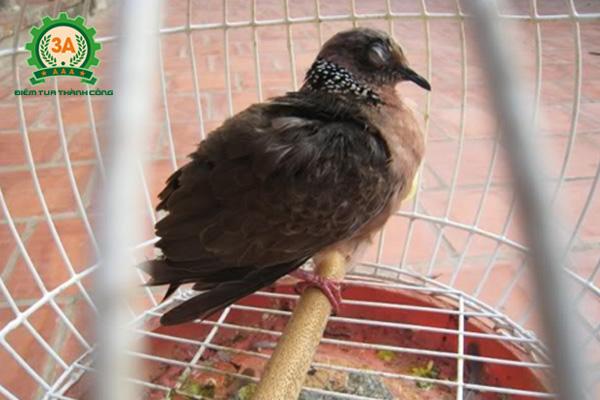 Cách nuôi chim cu gáy non - Bệnh đau mắt ở chim cu gáy
