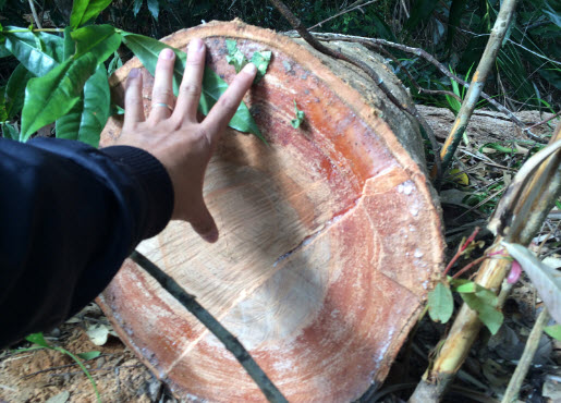 Một mét khối gỗ bằng bao nhiêu kg cách tính khối gỗ