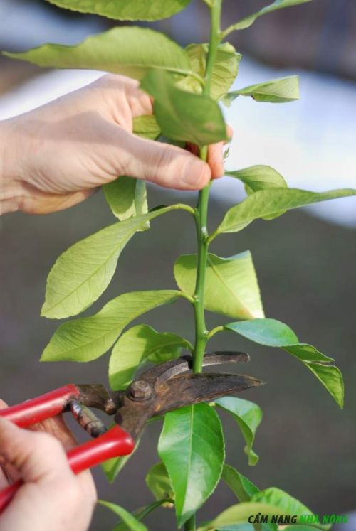 Cách trồng cây chanh bằng chậu