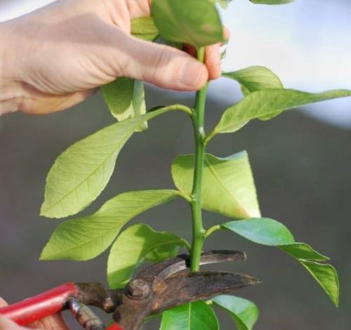 Cách trồng cây chanh bằng chậu