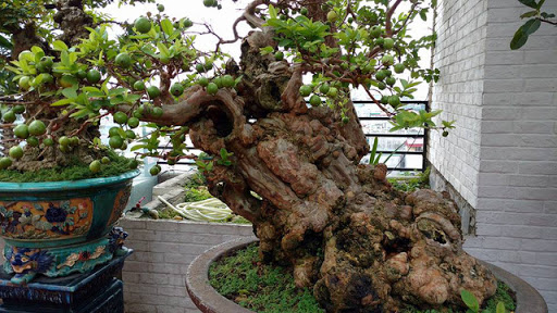 Cay-oi-bonsai
