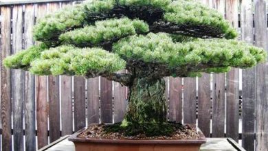cây bonsai dáng nhất trụ kình thiên