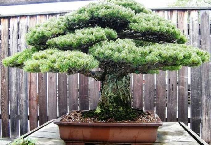 cây bonsai dáng nhất trụ kình thiên