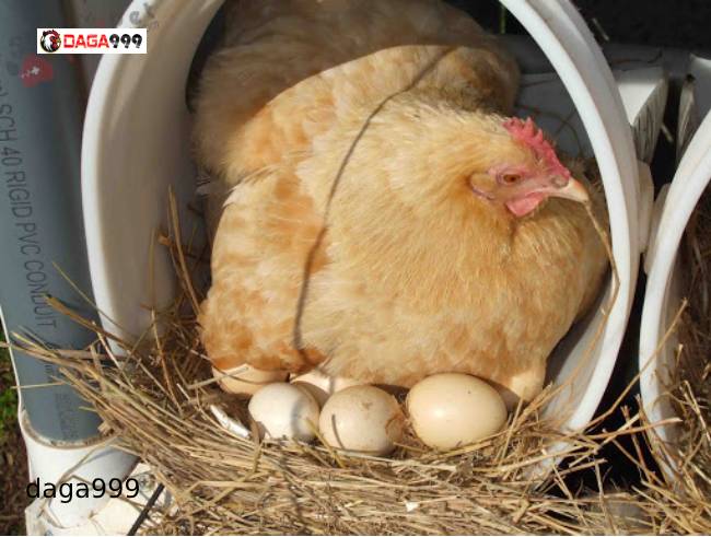Gà đẻ trứng trong bao lâu?