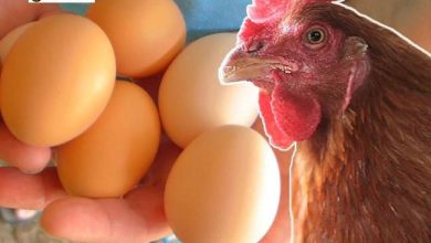 Ga nuôi bao lâu đẻ trứng?