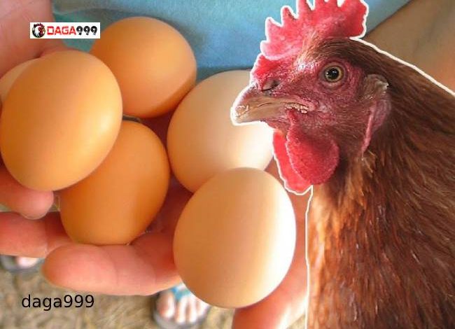 Ga nuôi bao lâu đẻ trứng?