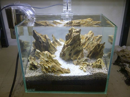 hồ cá đá tiger