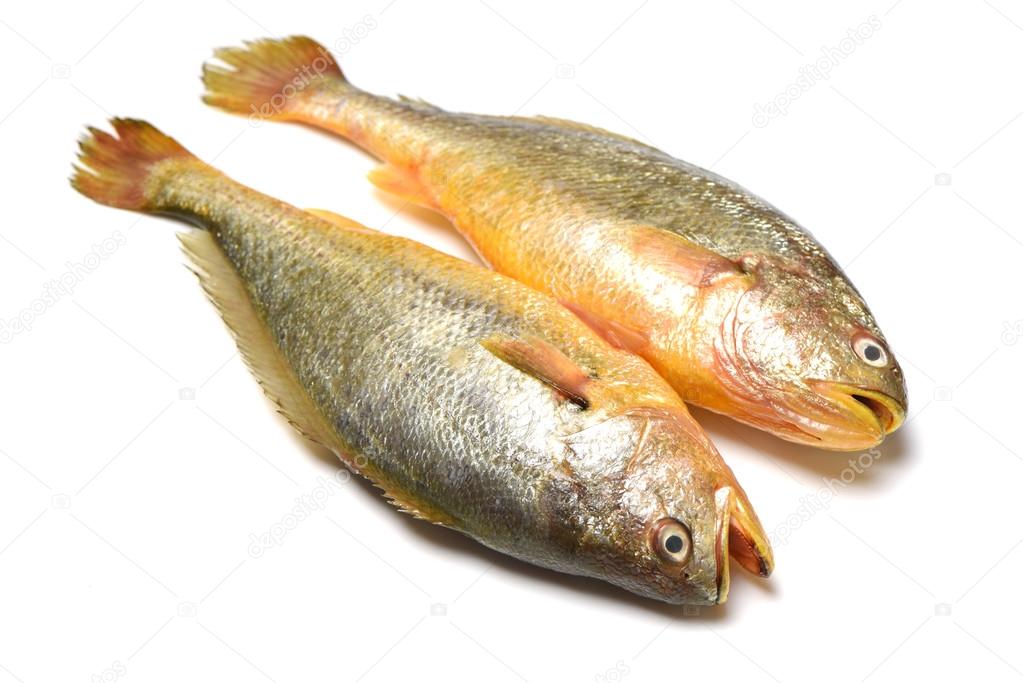 Yellow Croaker Fish — Stock Photo © jianghongyan #67465841