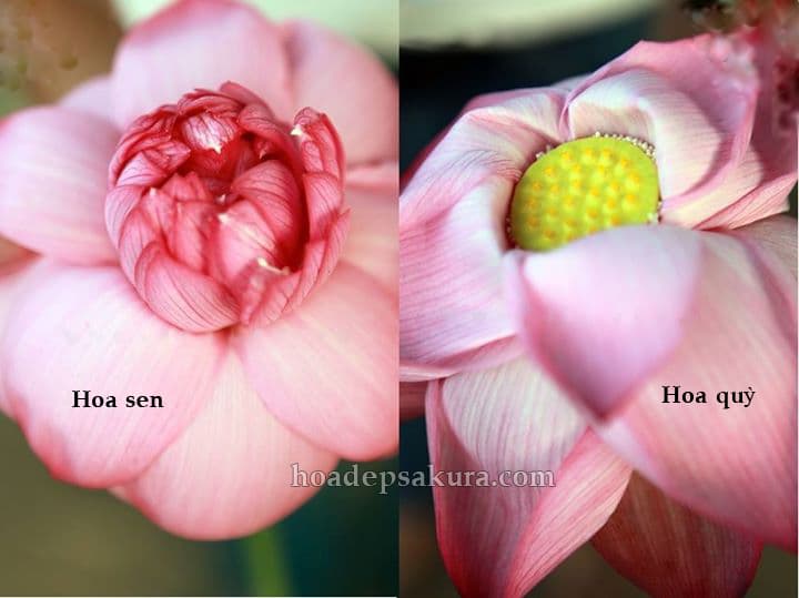cách phân biệt hoa sen liên và hoa sen quỳ