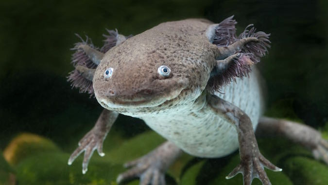 ky-nhong-axolotl