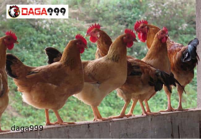 Lịch tiêm ngừa vacxin cho gà nuôi trại hở