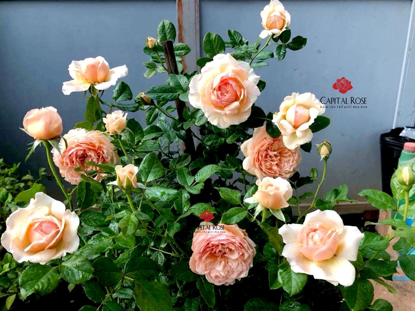Hoa hồng Mosara rose