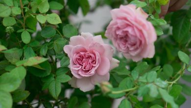 Hoa hồng Pompadour rose