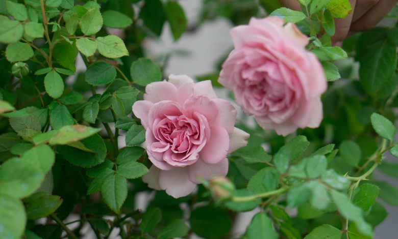 Hoa hồng Pompadour rose