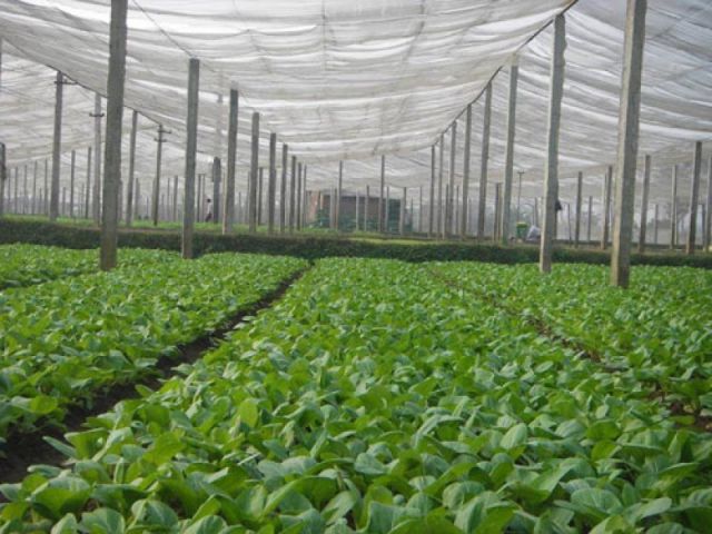 Vân Nội là một trong số trang trại cung cấp rau sạch lớn nhất Việt Nam