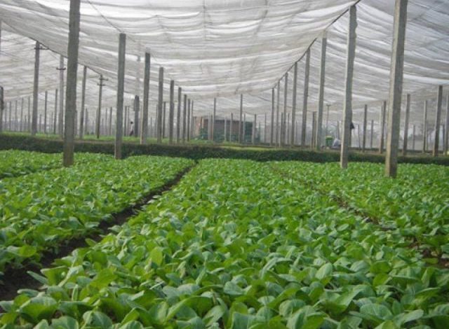 Vân Nội là một trong số trang trại cung cấp rau sạch lớn nhất Việt Nam