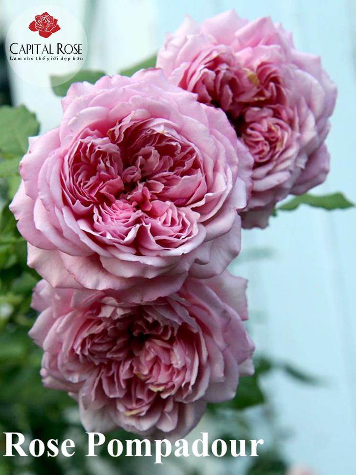 Hoa hồng Pompadour