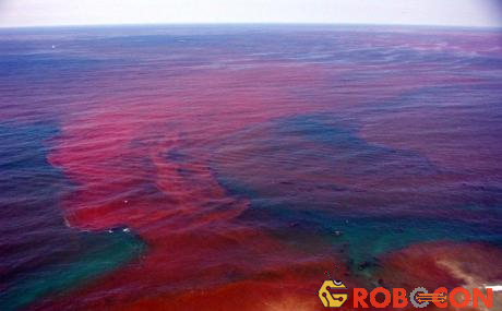 Thủy triều đỏ, hay còn gọi là tảo nở hoa, là hiện tượng quá nhiều tảo sinh sản với số lượng nhanh trong nước.