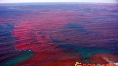 Thủy triều đỏ, hay còn gọi là tảo nở hoa, là hiện tượng quá nhiều tảo sinh sản với số lượng nhanh trong nước.