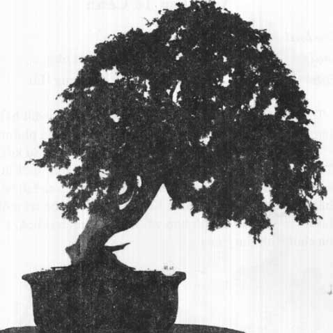 thế bonsai đẹp lục mạc