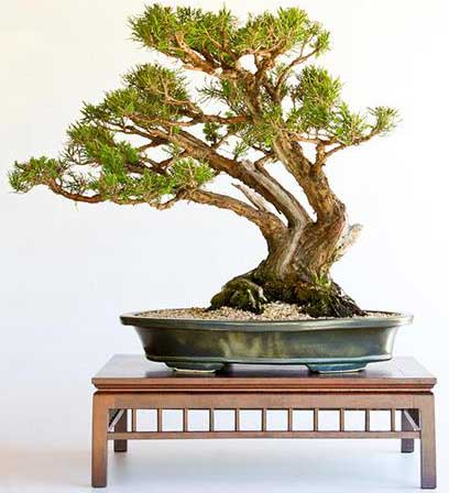 thế bonsai đẹp quần tụ tam sơn