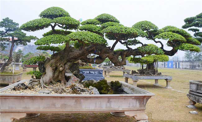 thế bonsai long đàn phượng vũ đẹp