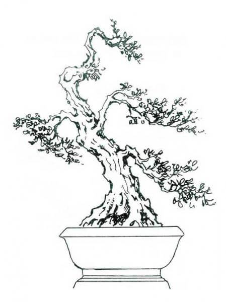 thế bonsai phượng vũ