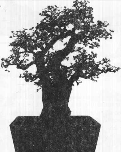 thế cây cảnh bonsai hồi quy