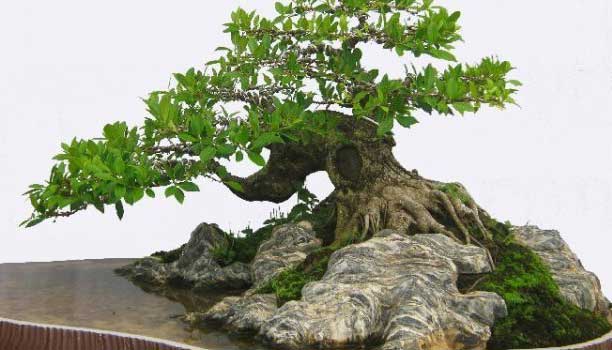 thế cây trôi biển bonsai đẹp