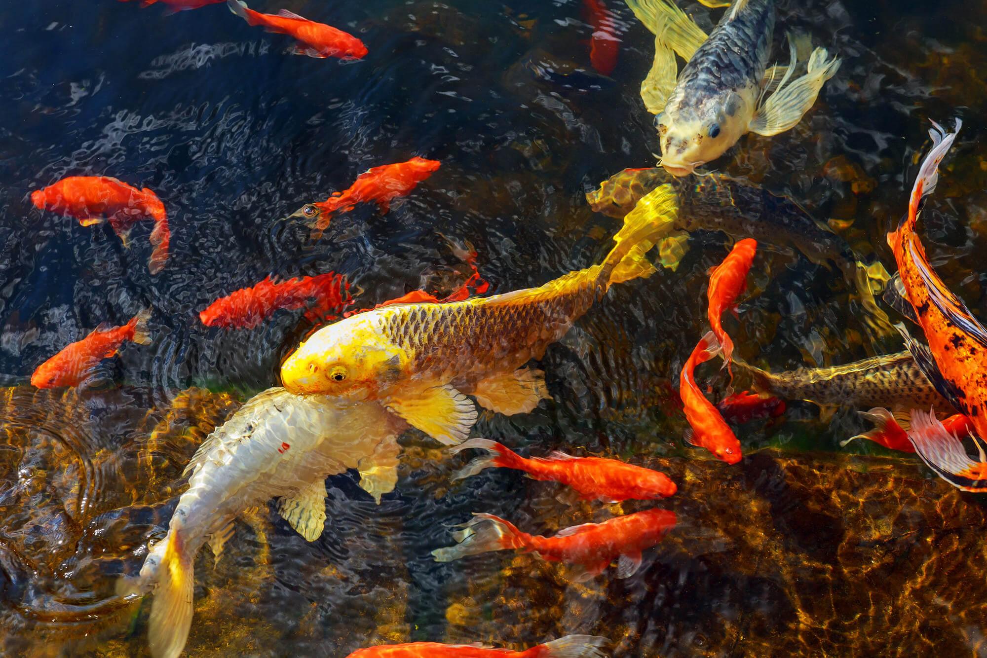 Vì sao nhiều người tại Vệt Nam thích nuôi cá chép cảnh
