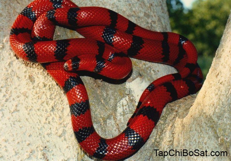 red milk snake - Google Search | Snake, Red and black snake