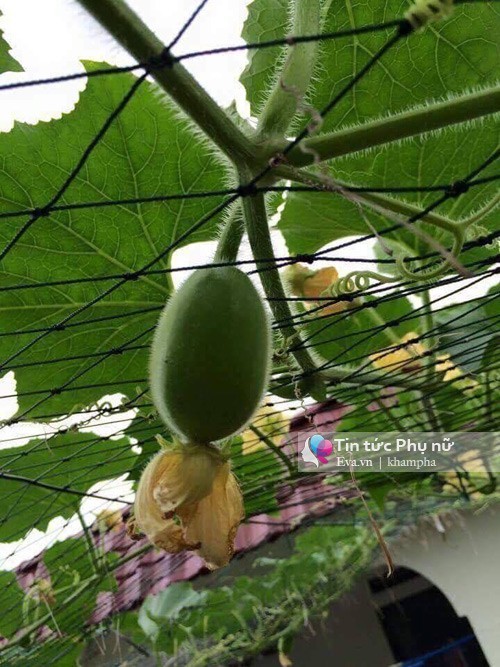 Mẹ Việt mách nhỏ cách trồng bí đao trong thùng sai trĩu quả