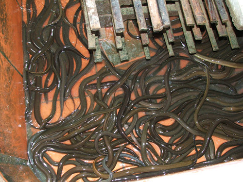 Hướng dẫn kỹ thuật nuôi lươn không bùn