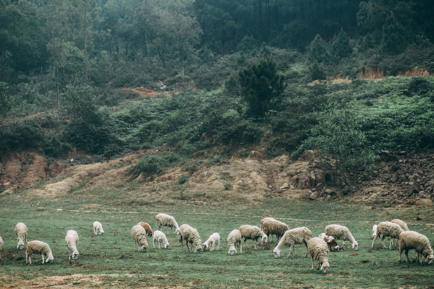 địa điểm du lịch nghệ an: cánh đồng nuôi cừu