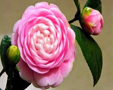 Bông hoa hồng trà Nhật Bản